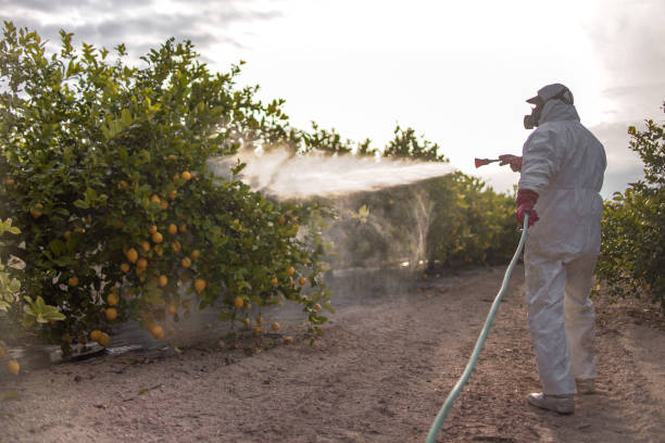 Best Mosquito Control Services  in Murillo, TX